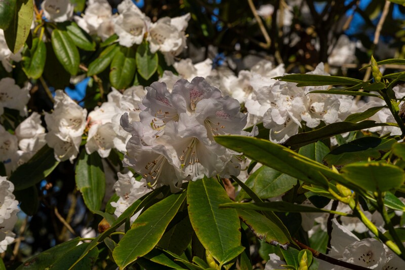 tallinna-botaanikaaed 2025-04-26 1-49