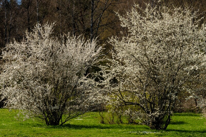 tallinna-botaanikaaed 2025-04-26 1-5