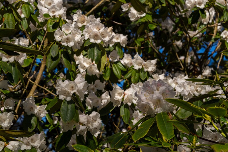 tallinna-botaanikaaed 2025-04-26 1-50