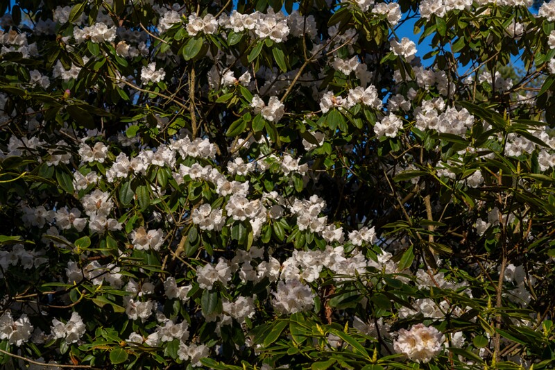 tallinna-botaanikaaed 2025-04-26 1-51