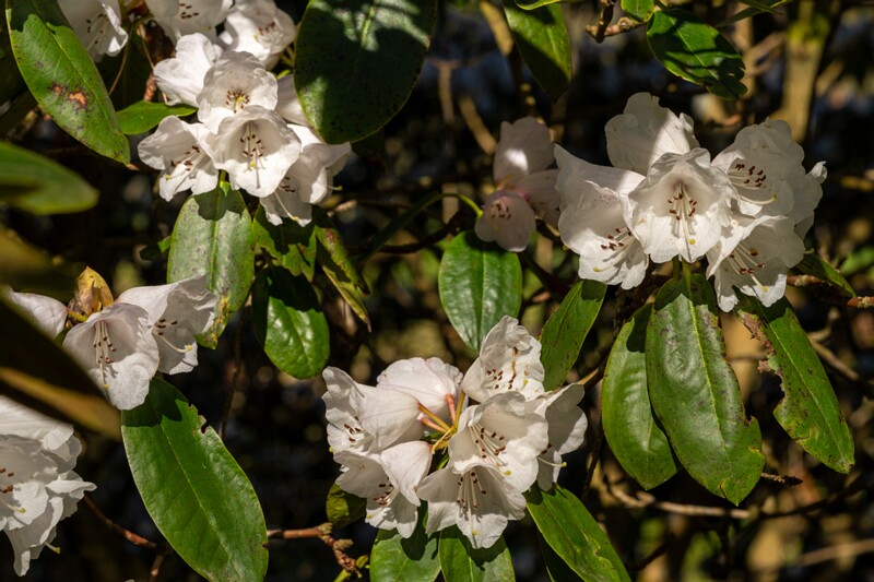 tallinna-botaanikaaed 2025-04-26 1-53