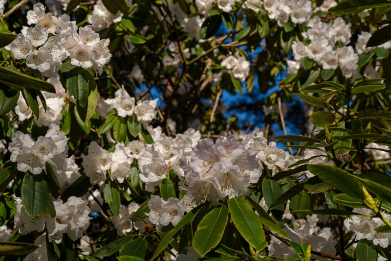 tallinna-botaanikaaed 2025-04-26 1-56