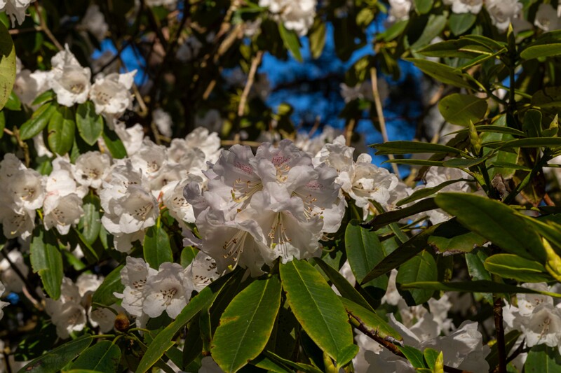 tallinna-botaanikaaed 2025-04-26 1-57