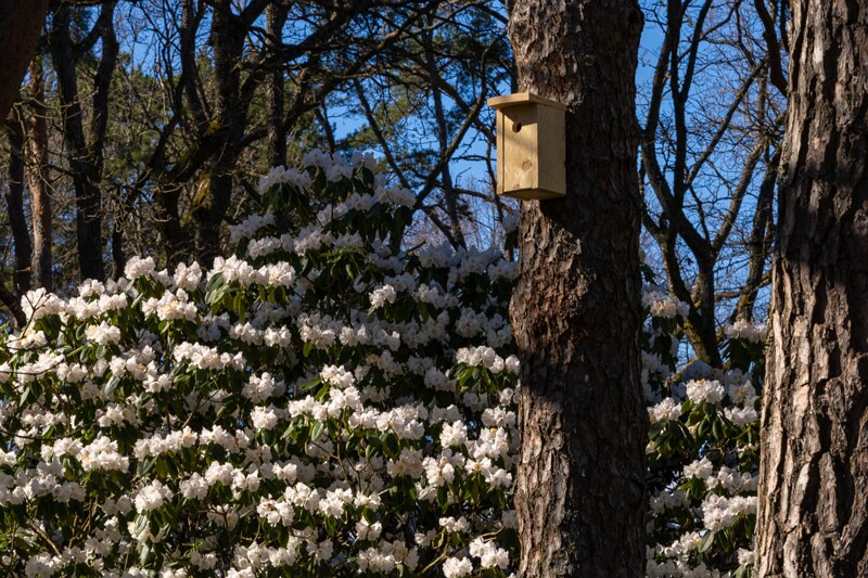 tallinna-botaanikaaed 2025-04-26 1-58