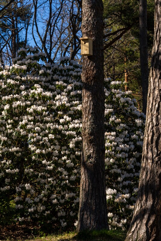 tallinna-botaanikaaed 2025-04-26 1-59