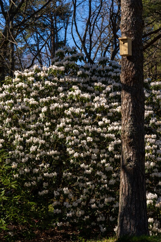 tallinna-botaanikaaed 2025-04-26 1-60