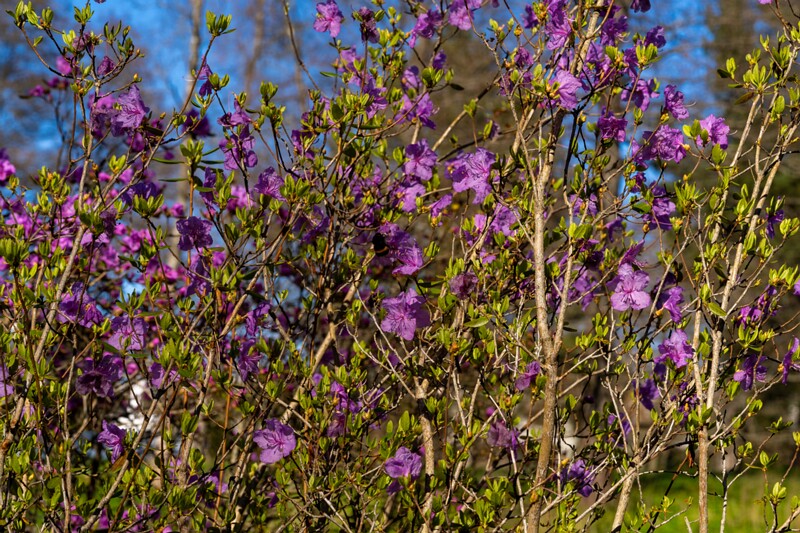 tallinna-botaanikaaed 2025-04-26 1-62