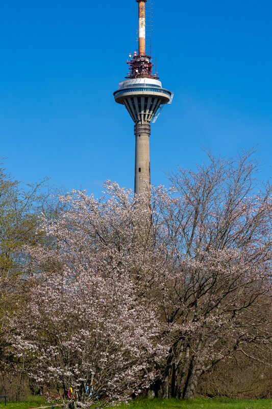 tallinna-botaanikaaed 2025-04-26 1-8