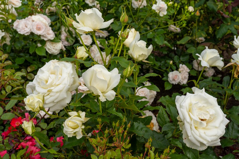 tallinna-botaanikaaia-rosarium 2025-07-20 1-100