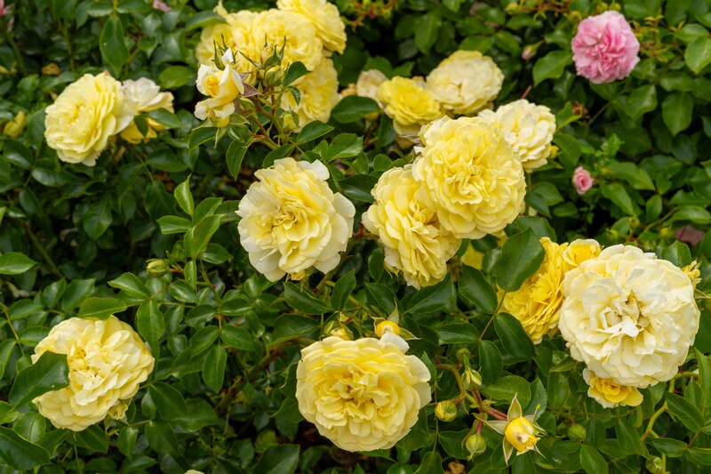 tallinna-botaanikaaia-rosarium 2025-07-20 1-101