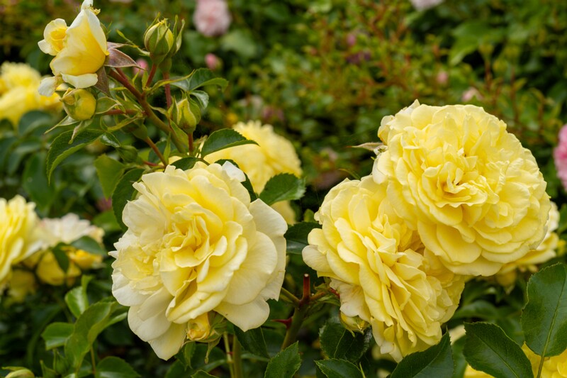 tallinna-botaanikaaia-rosarium 2025-07-20 1-102