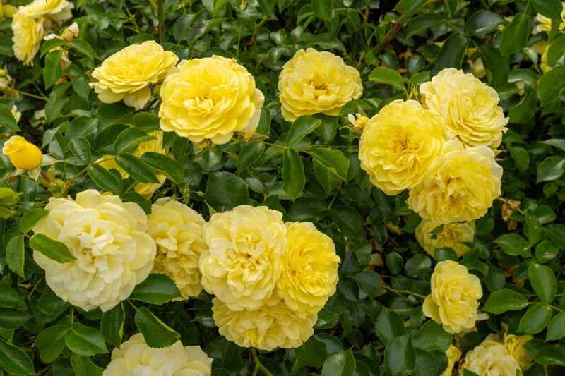 tallinna-botaanikaaia-rosarium 2025-07-20 1-103