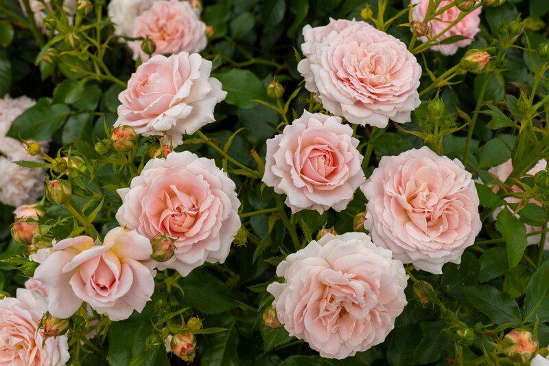 tallinna-botaanikaaia-rosarium 2025-07-20 1-104