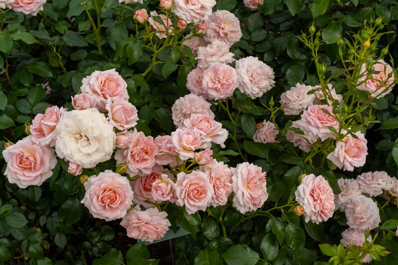 tallinna-botaanikaaia-rosarium 2025-07-20 1-105