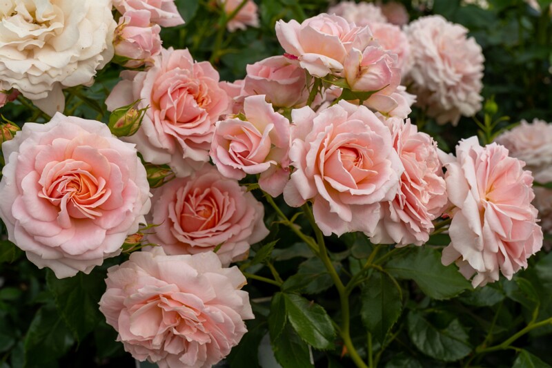 tallinna-botaanikaaia-rosarium 2025-07-20 1-106