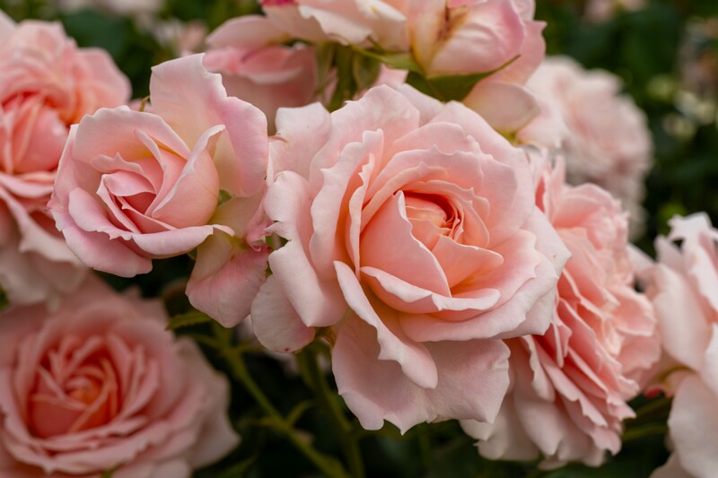 tallinna-botaanikaaia-rosarium 2025-07-20 1-107