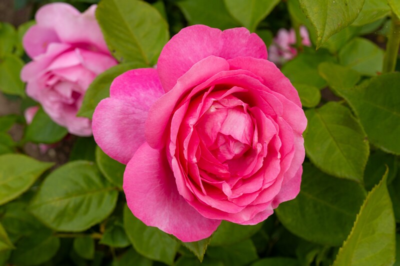 tallinna-botaanikaaia-rosarium 2025-07-20 1-108