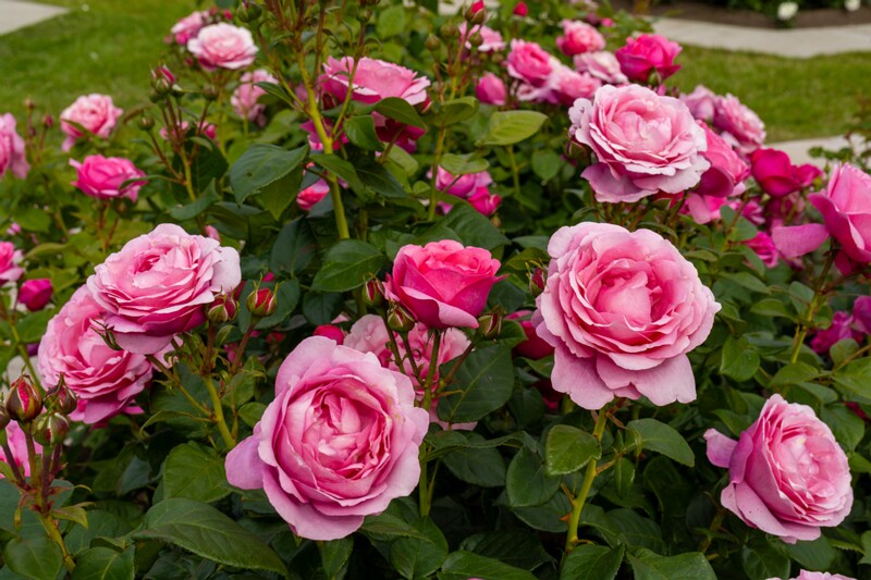 tallinna-botaanikaaia-rosarium 2025-07-20 1-109