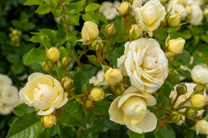 tallinna-botaanikaaia-rosarium 2025-07-20 1-110