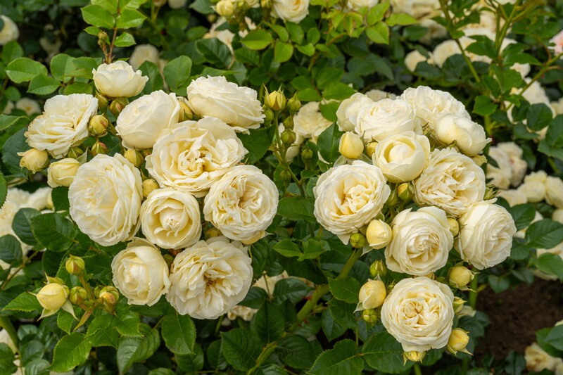 tallinna-botaanikaaia-rosarium 2025-07-20 1-111