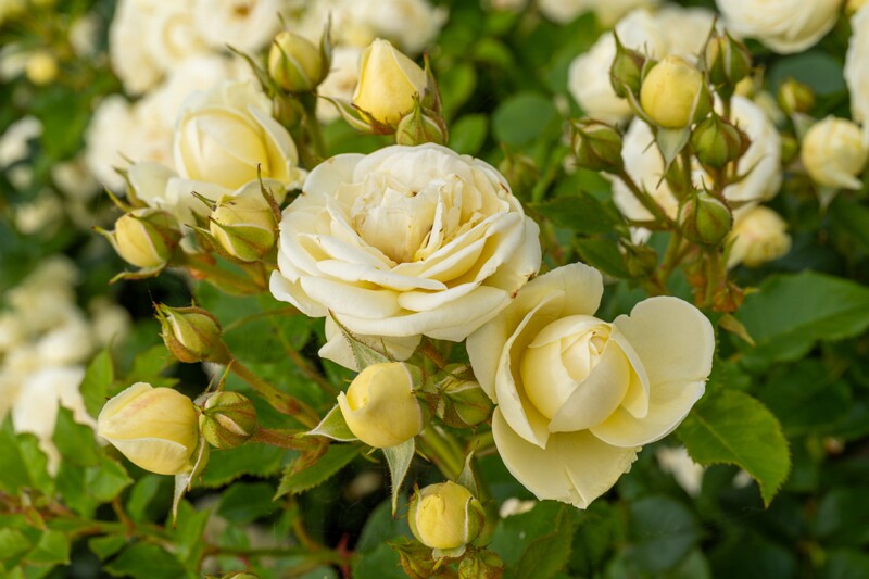 tallinna-botaanikaaia-rosarium 2025-07-20 1-112