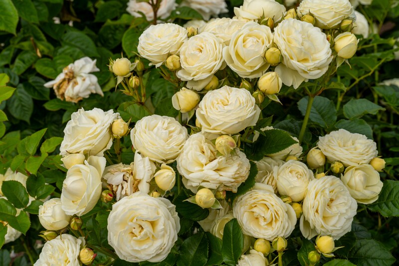 tallinna-botaanikaaia-rosarium 2025-07-20 1-113