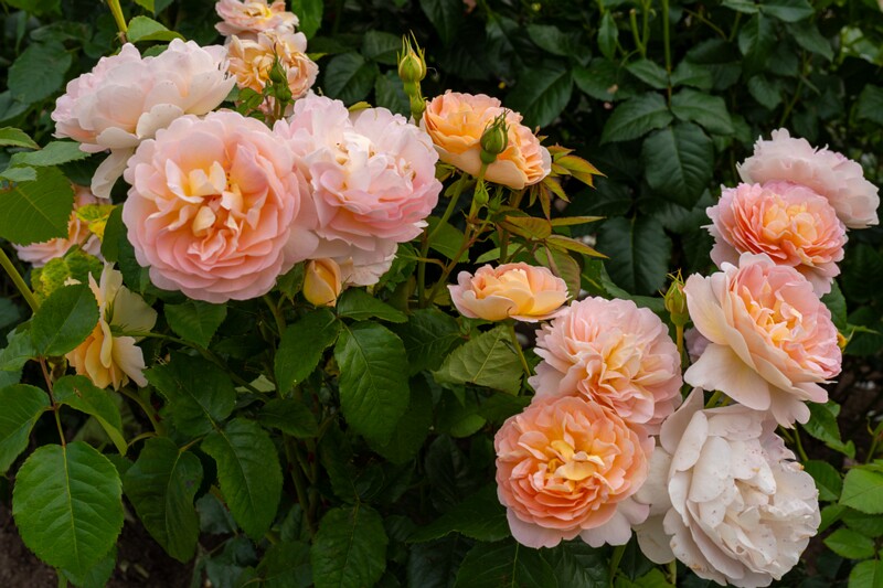 tallinna-botaanikaaia-rosarium 2025-07-20 1-114