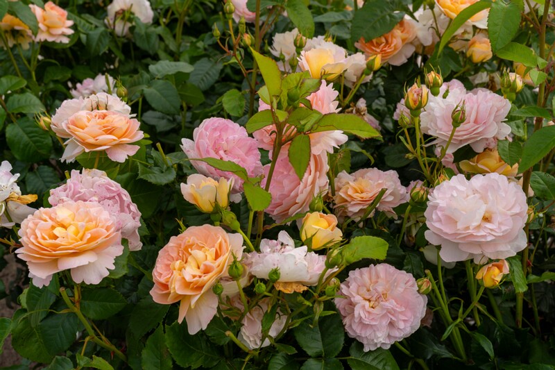 tallinna-botaanikaaia-rosarium 2025-07-20 1-115