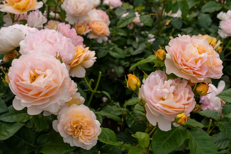 tallinna-botaanikaaia-rosarium 2025-07-20 1-116