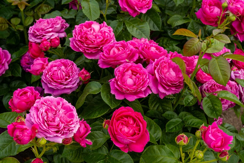 tallinna-botaanikaaia-rosarium 2025-07-20 1-117