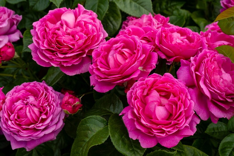 tallinna-botaanikaaia-rosarium 2025-07-20 1-118