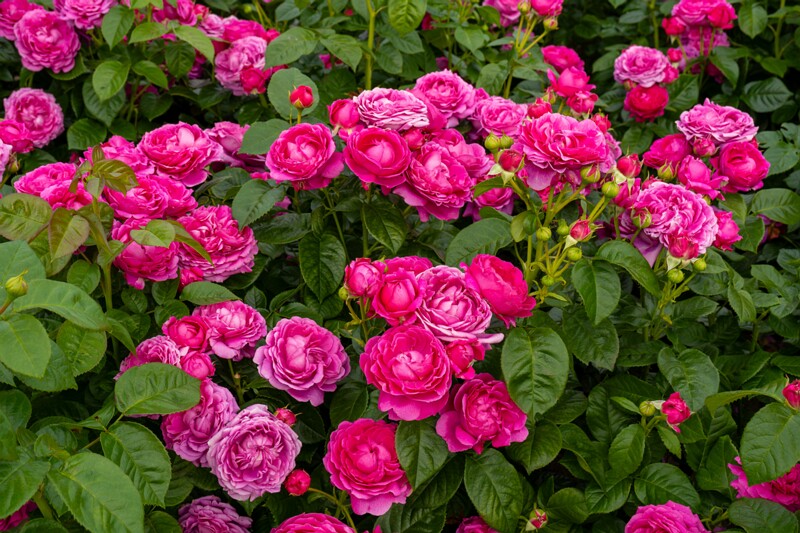 tallinna-botaanikaaia-rosarium 2025-07-20 1-119