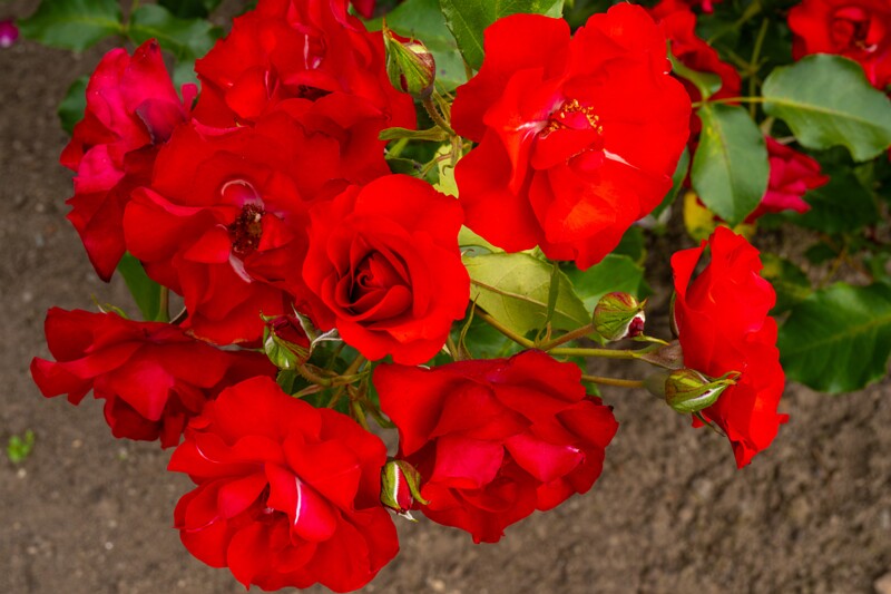 tallinna-botaanikaaia-rosarium 2025-07-20 1-120