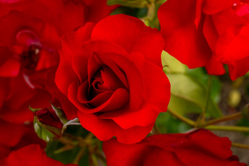 tallinna-botaanikaaia-rosarium 2025-07-20 1-121