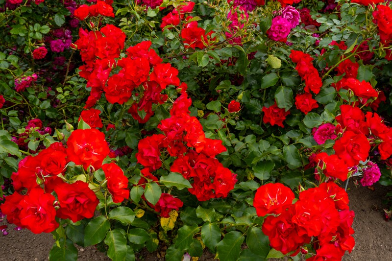 tallinna-botaanikaaia-rosarium 2025-07-20 1-122