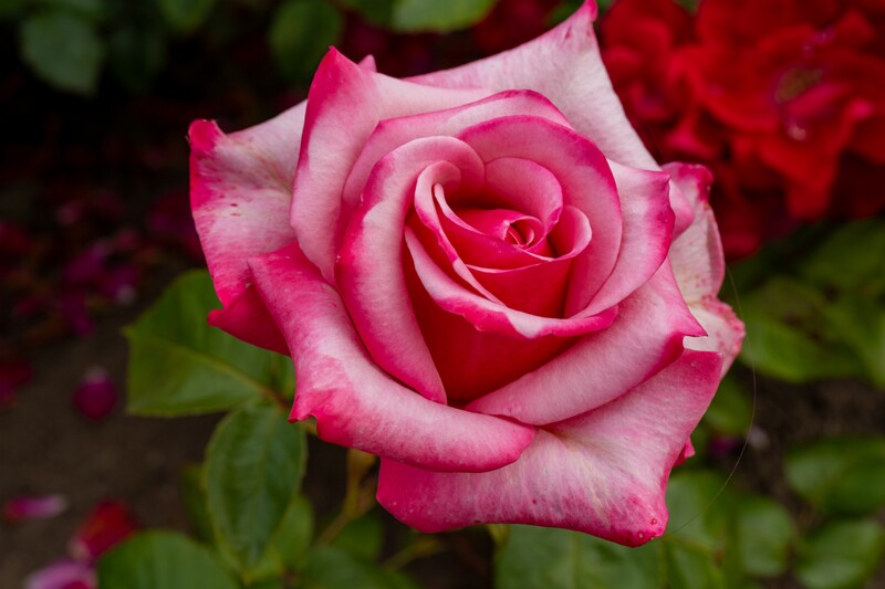 tallinna-botaanikaaia-rosarium 2025-07-20 1-123