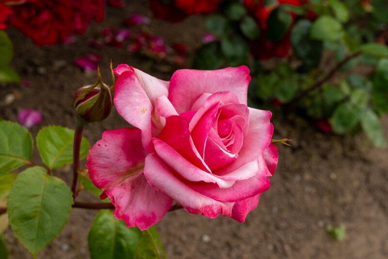 tallinna-botaanikaaia-rosarium 2025-07-20 1-124