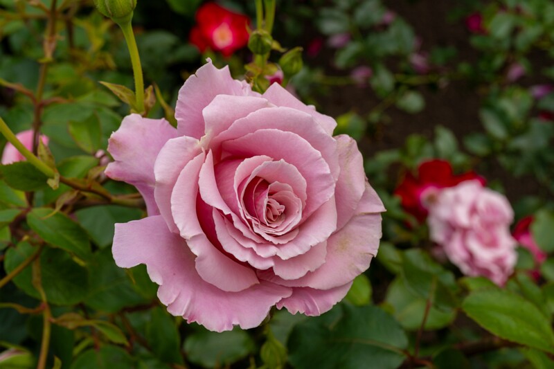 tallinna-botaanikaaia-rosarium 2025-07-20 1-125