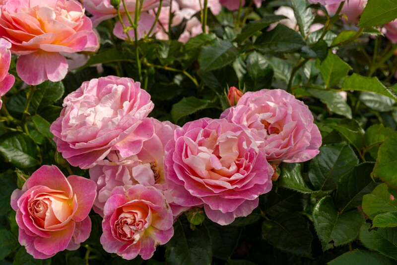 tallinna-botaanikaaia-rosarium 2025-07-20 1-17