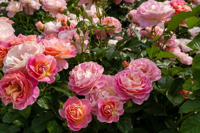 tallinna-botaanikaaia-rosarium 2025-07-20 1-18