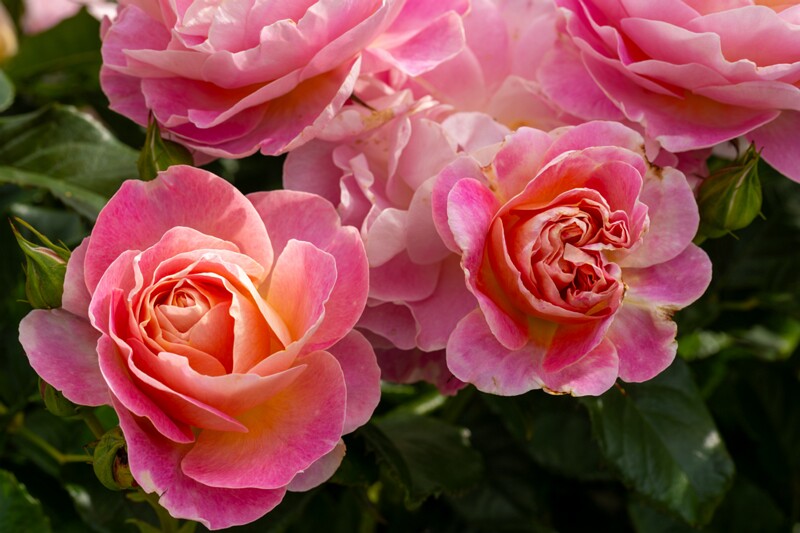 tallinna-botaanikaaia-rosarium 2025-07-20 1-19