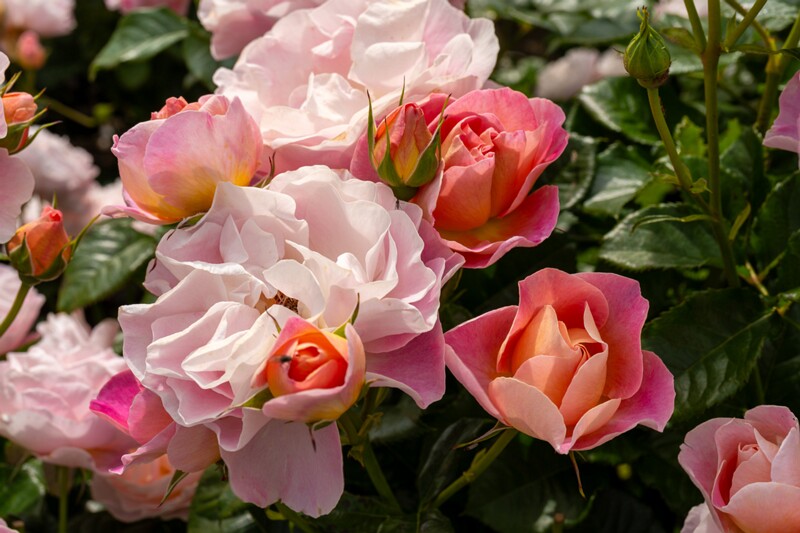 tallinna-botaanikaaia-rosarium 2025-07-20 1-20