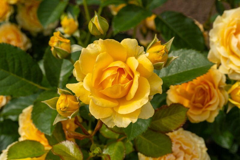 tallinna-botaanikaaia-rosarium 2025-07-20 1-21