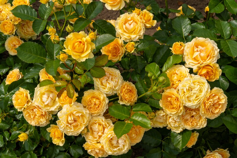 tallinna-botaanikaaia-rosarium 2025-07-20 1-22