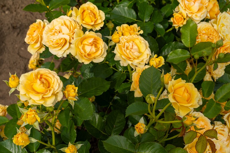 tallinna-botaanikaaia-rosarium 2025-07-20 1-23