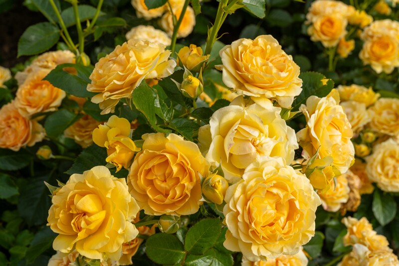 tallinna-botaanikaaia-rosarium 2025-07-20 1-24