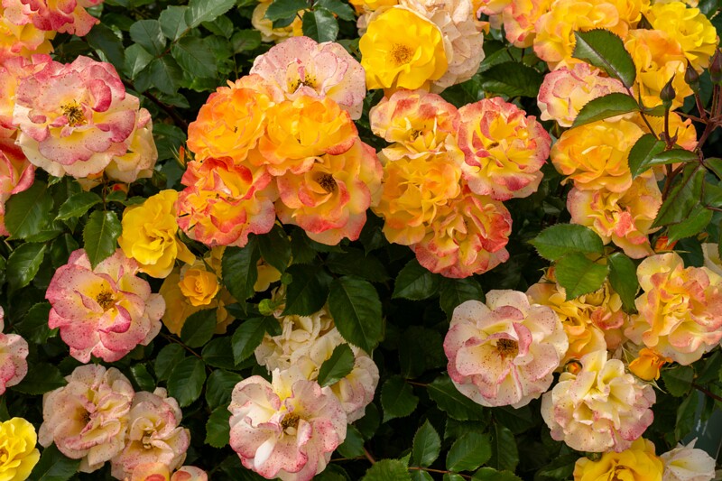 tallinna-botaanikaaia-rosarium 2025-07-20 1-25