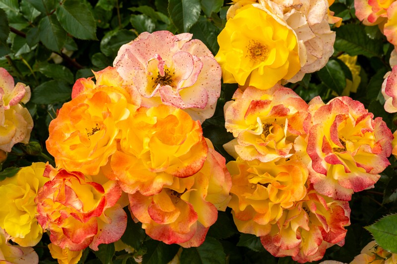 tallinna-botaanikaaia-rosarium 2025-07-20 1-26