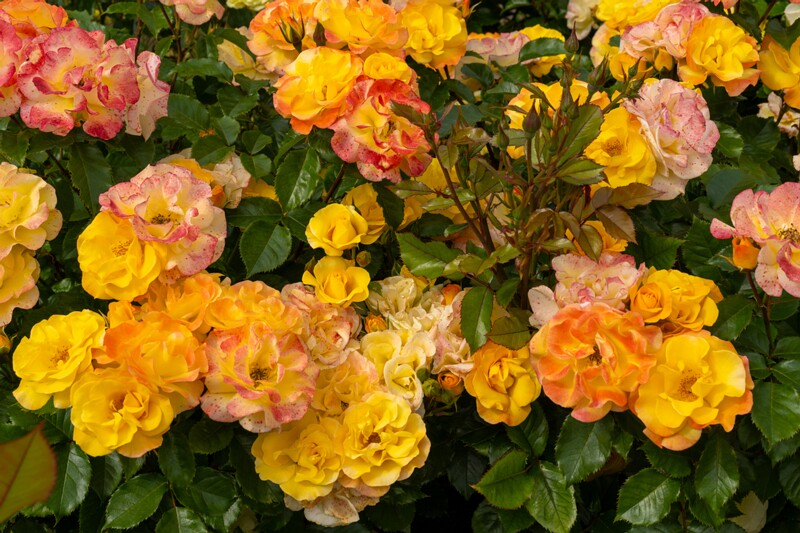 tallinna-botaanikaaia-rosarium 2025-07-20 1-27