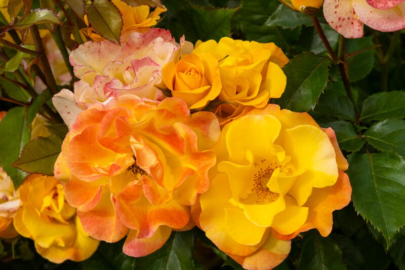 tallinna-botaanikaaia-rosarium 2025-07-20 1-28